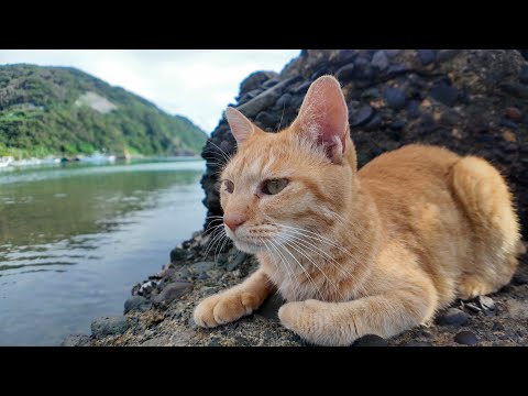 猫島で出会った猫ちゃんと漁港にある小さな桟橋に行ってきた(YouTube)