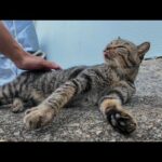 腰トントンしたらペロペロ返ししてくれる猫がかわいすぎる(YouTube)