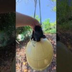 黒子猫をブランコに乗せたら綱渡りを始めたw #猫 #ねこ #cat(YouTube)