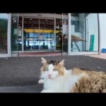 【猫ホテル】散歩から帰宅したら玄関で猫がお出迎えしてくれて癒やされた🐾💖(YouTube)