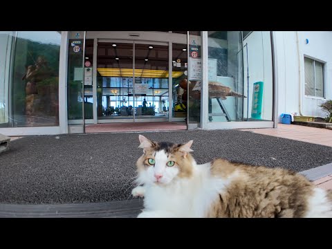 【猫ホテル】散歩から帰宅したら玄関で猫がお出迎えしてくれて癒やされた🐾💖(YouTube)