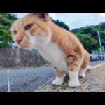 防波堤にいた三毛猫ちゃんに近づくと茶トラ猫が間に割って入ってきた(YouTube)
