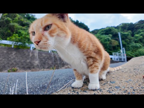 防波堤にいた三毛猫ちゃんに近づくと茶トラ猫が間に割って入ってきた(YouTube)