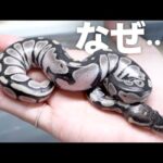 ありえない蛇が生まれました(YouTube)