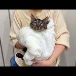 生まれて初めてお風呂で洗われてびちょ濡れになった保護猫がこうなっちゃいました…(YouTube)