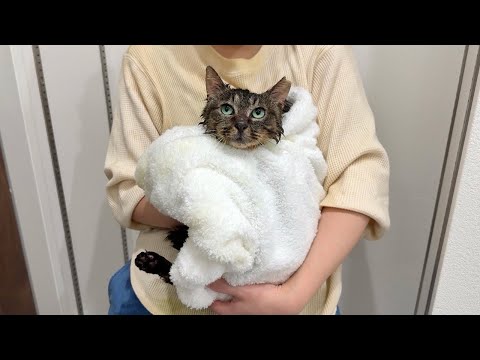 生まれて初めてお風呂で洗われてびちょ濡れになった保護猫がこうなっちゃいました…(YouTube)