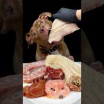 モリモリ食べるピットブルが可愛すぎる(YouTube)