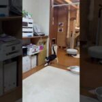 ちゃうちゃう、あっ、どっち行くん、あぁ〜(YouTube)