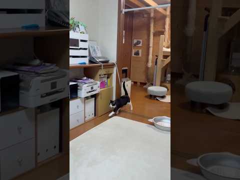 ちゃうちゃう、あっ、どっち行くん、あぁ〜(YouTube)