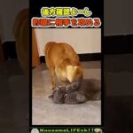 この後、シバかれ確定w【犬ネコ】#猫 #cat #犬 #dog(YouTube)