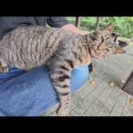 キジトラ猫をひざの上に乗せたらリラックスしてくれた(YouTube)