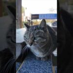 足湯の猫、湯船の縁の温かい所に座ってカワイイ(YouTube)