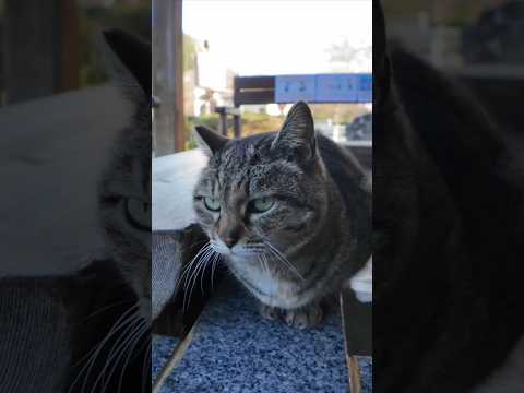 足湯の猫、湯船の縁の温かい所に座ってカワイイ(YouTube)