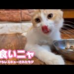 寝食いしてみたニャン  泥の中からレスキューされたモグ   2025 09 05 2(YouTube)