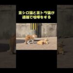 茶シロ猫と茶トラ猫が道端で喧嘩をする #猫 #ねこ #cat(YouTube)