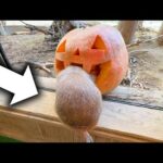 カボチャを食べるどころかカボチャに食べられてしまったプレーリードッグ【ジャックオーランタン】(YouTube)