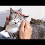 【猫の食事】食べてる間に撫でてもらわないとご飯が食べれない猫が可愛すぎます(YouTube)