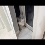 夜中にお散歩に行くと言い張って聞かない猫に困ってます…(YouTube)
