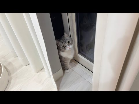 夜中にお散歩に行くと言い張って聞かない猫に困ってます…(YouTube)