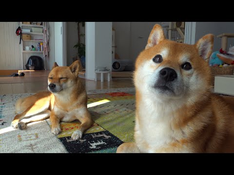 妹柴の機嫌取りに奮闘してたら‥その隣でナゼか緊張する兄柴の姿が。(YouTube)