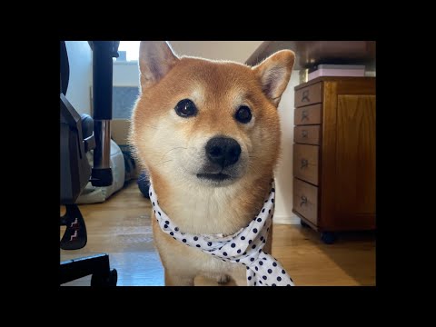 秋祭り後の夜（Qちゃんもいるよ）(YouTube)