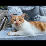 神社の守り神!? 狛猫ちゃんがかわいすぎる🐾✨(YouTube)