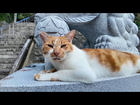 神社の守り神!? 狛猫ちゃんがかわいすぎる🐾✨(YouTube)