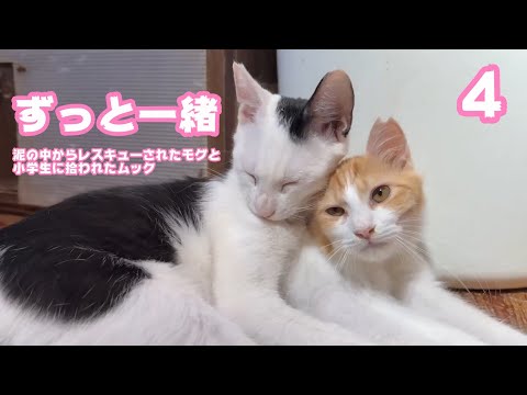 ず～っと一緒ニャン  泥の中からレスキューされたモグと小学生に拾われたムック  巣立ちまであと4日   2025 09 23 2(YouTube)