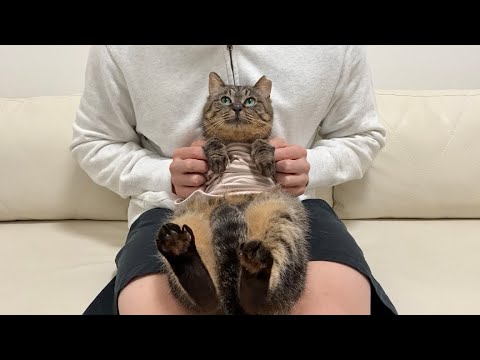 【ご報告】虐められて怪我してた猫の新しい家族について。(YouTube)