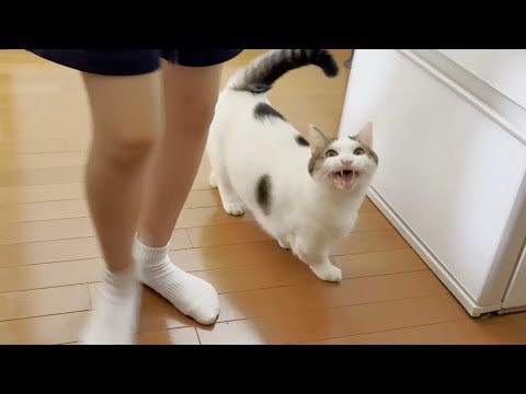 「自分だけ食って」と思う猫と「オヤツくれ」が伝わらんと思う猫(YouTube)