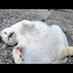 仰向けゴロンの猫、反則級のかわいさ😍(YouTube)
