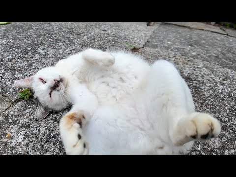 仰向けゴロンの猫、反則級のかわいさ😍(YouTube)
