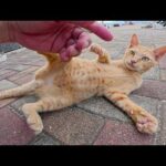 涼しくなって、夏の間引きこもっていた猫ちゃん達が姿を見せてくれた(YouTube)