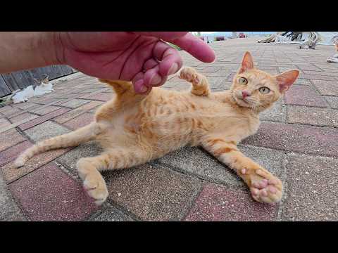 涼しくなって、夏の間引きこもっていた猫ちゃん達が姿を見せてくれた(YouTube)