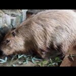 カピバラcapybara(YouTube)