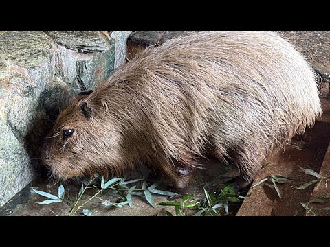 カピバラcapybara(YouTube)