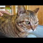 猫島散歩中に雨！フェリー待合室へ避難したら猫が寄り添ってきて癒されすぎた☔🐾(YouTube)