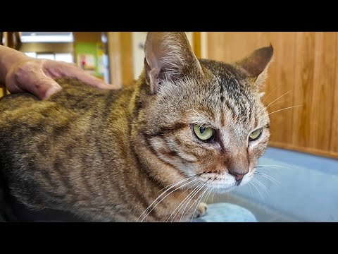 猫島散歩中に雨！フェリー待合室へ避難したら猫が寄り添ってきて癒されすぎた☔🐾(YouTube)