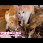 アタチ大丈夫にゃん  ご心配をおかけしております  泥の中からレスキューされたモグ   2025 09 03 1(YouTube)