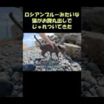 ロシアンブルーみたいな猫がお腹丸出しでじゃれついてきた #猫 #cat #ねこ(YouTube)