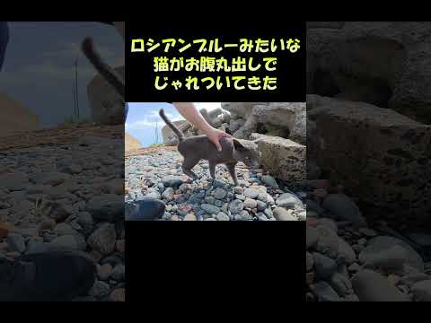 ロシアンブルーみたいな猫がお腹丸出しでじゃれついてきた #猫 #cat #ねこ(YouTube)