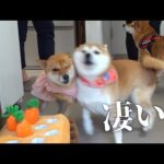 どうしてこうなった？妹と再会した、柴犬長女の反応が想像以上でした。。(YouTube)