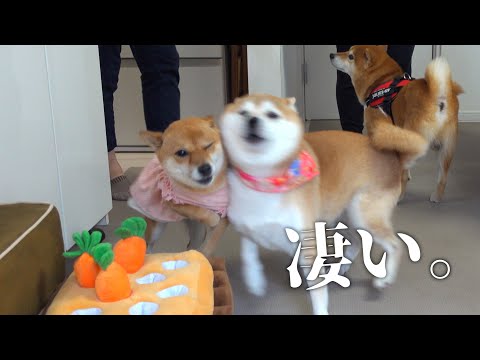 どうしてこうなった？妹と再会した、柴犬長女の反応が想像以上でした。。(YouTube)