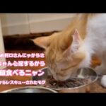 アタチお利口さん  と～ちゃん心配するから夕ご飯食べるニャン  泥の中からレスキューされたモグ  巣立ちまで15日   2025 09 12 2(YouTube)