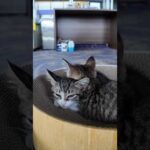 子猫かわいすぎる(YouTube)