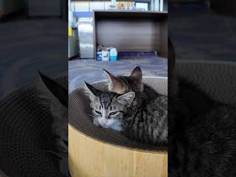 子猫かわいすぎる(YouTube)
