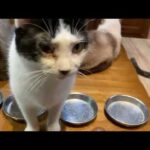 とーさん島に戻ります(YouTube)