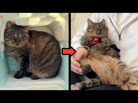 【総集編】河川敷で虐められてた猫が幸せな家猫になるまでの物語。(YouTube)