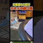 目の前で堂々と泥棒してる😂【おもしろ動物】 #funny(YouTube)