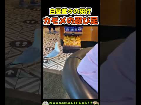 目の前で堂々と泥棒してる😂【おもしろ動物】 #funny(YouTube)